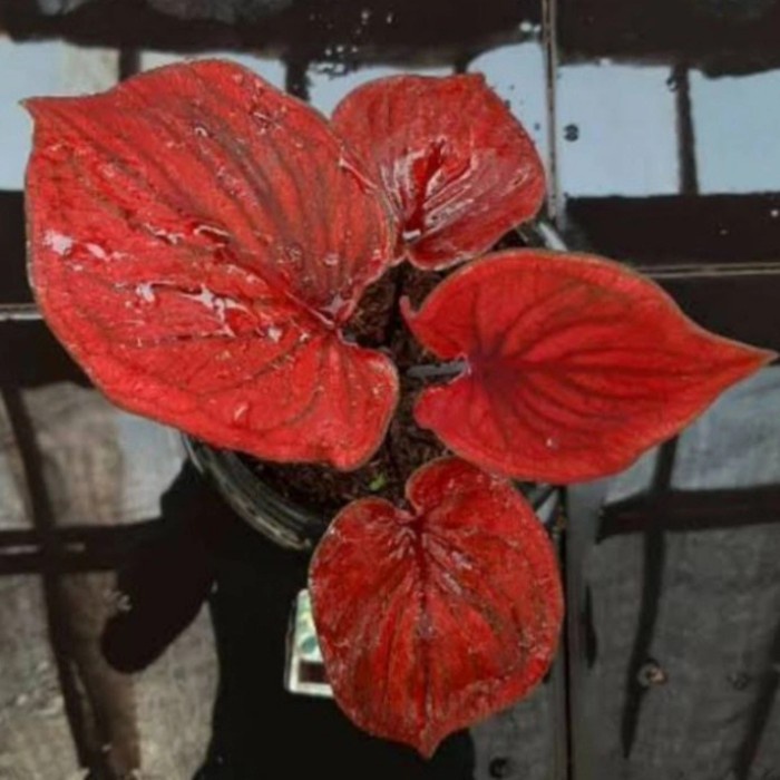umbi caladium keladi Nagoya