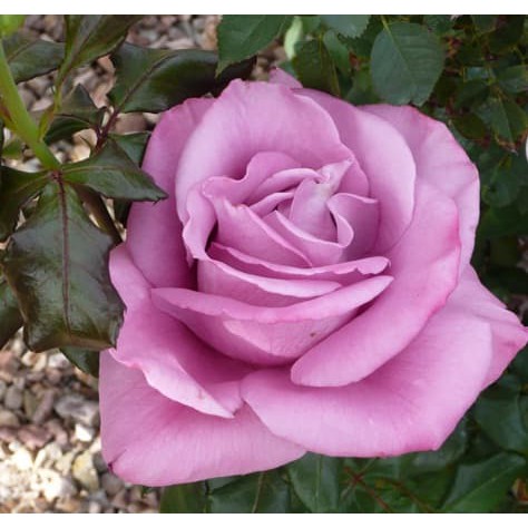 2 benih Tanaman Mawar Ungu Super Wangi