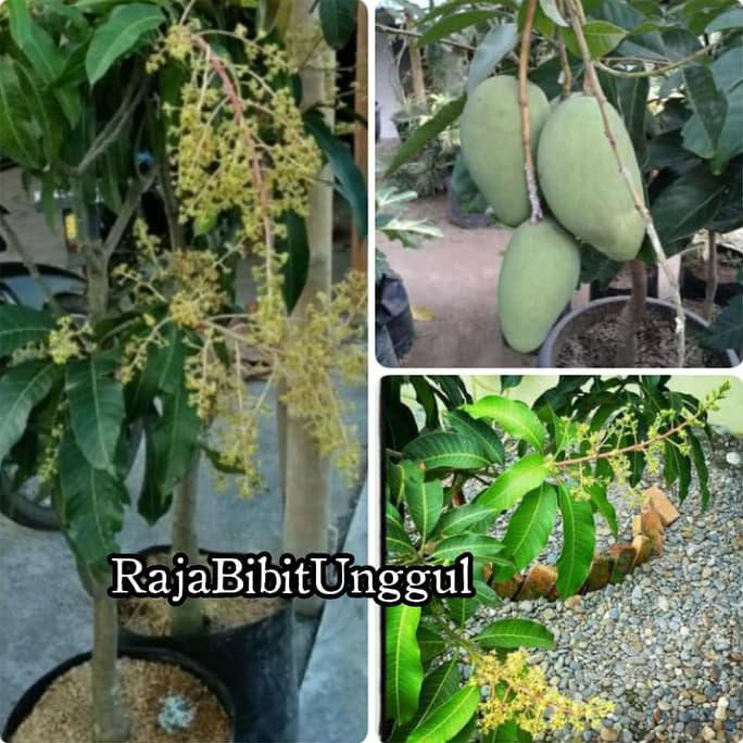Kw1 Bibit Mangga Chokanan Berbunga Tinggi 1 Meter Original