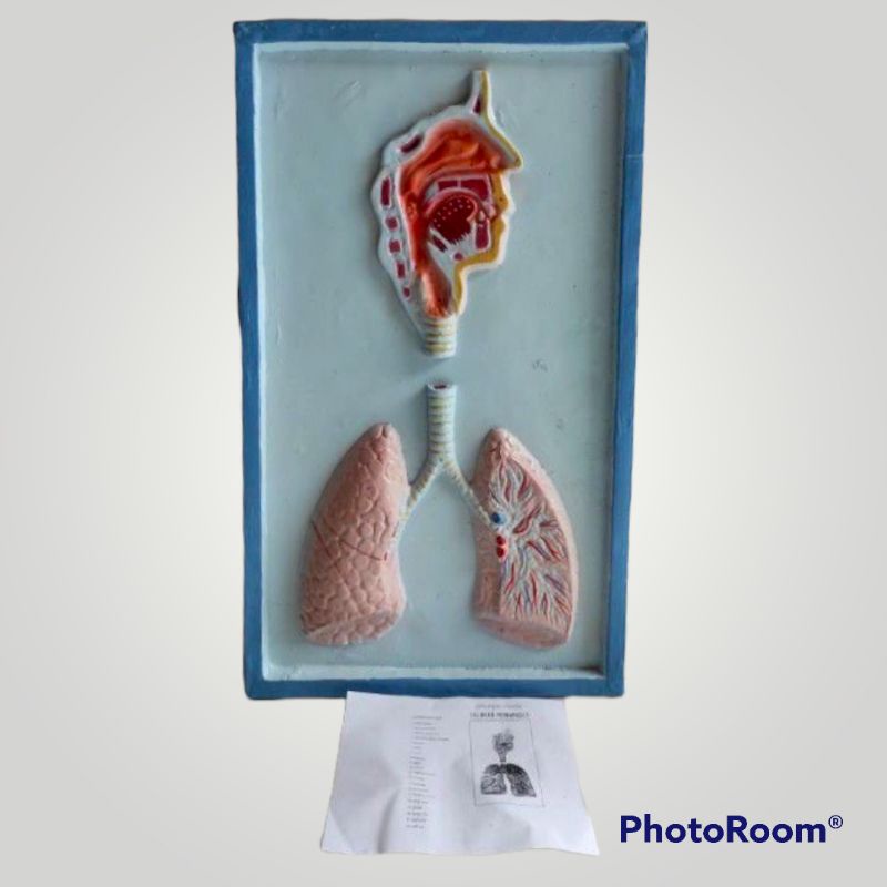 

Penampang model Saluran pernapasan alat peraga pendidikan