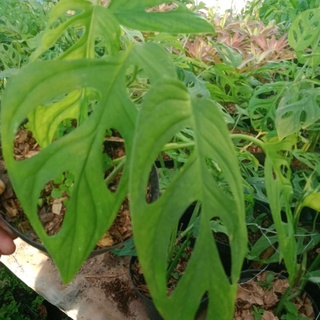 Tanaman Hias Janda Bolong