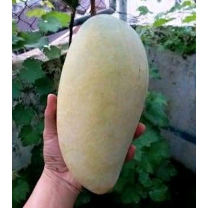bibit buah mangga kiojay OKULASI cepat berbuah seperti cangkok