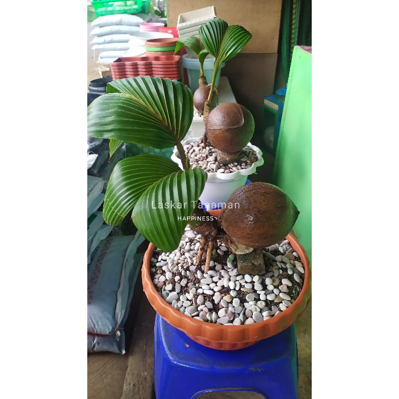 Tanaman Hias Bonsai Kelapa Kuning+Pot/Pohon Bonsai Kelapa Kuning