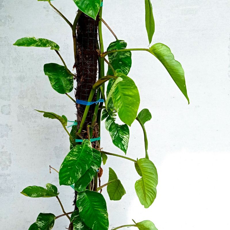 Rhapidopora foraminifera varigata