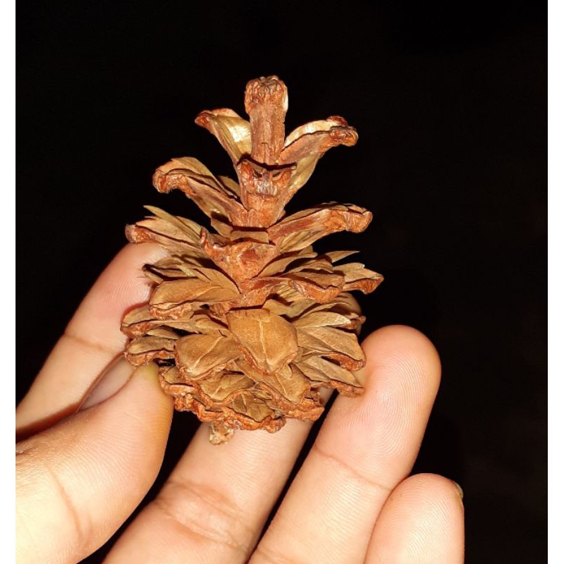 1 PCs Bunga Pinus Mekar Pinecone Pine Flower Kembang Pinus Proferty Foto Hiasan Craft Rustic Bunga Kering Lokal