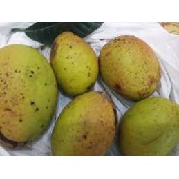 

Buah Mangga Pakel Perkilo