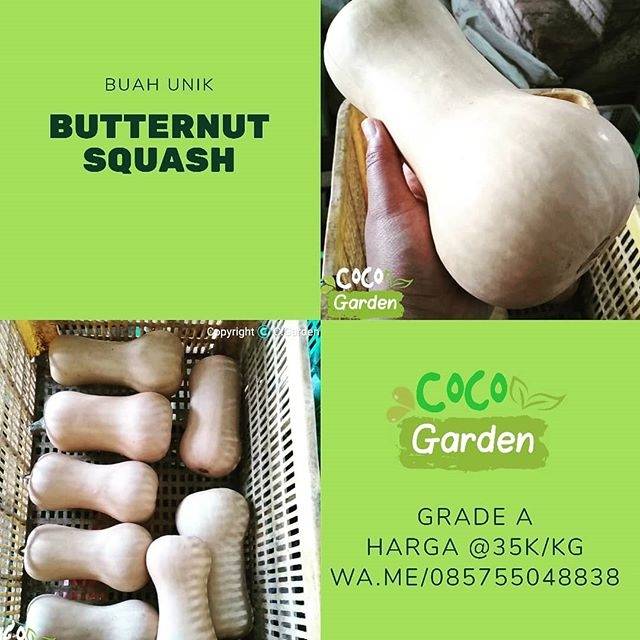 

Buah butternut squash / pummkin