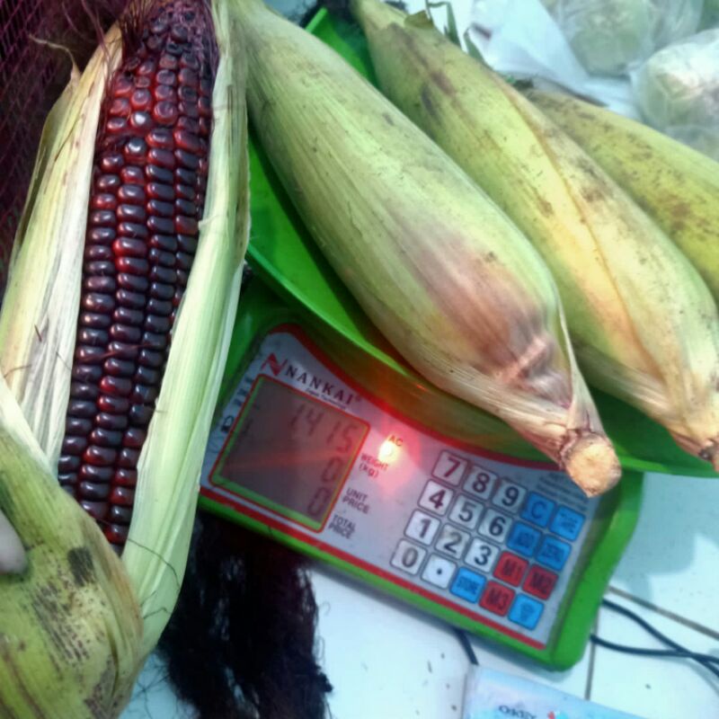 

JAGUNG KETAN UNGU DIET