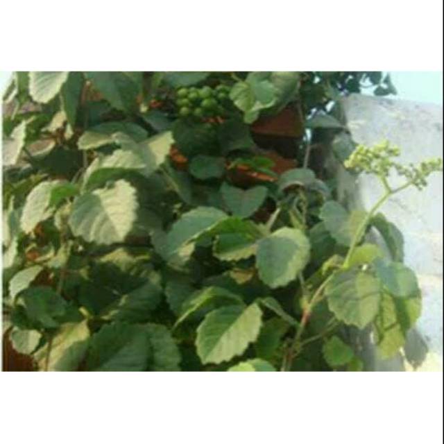 

Promo 1kg Daun galing galing lambai segar