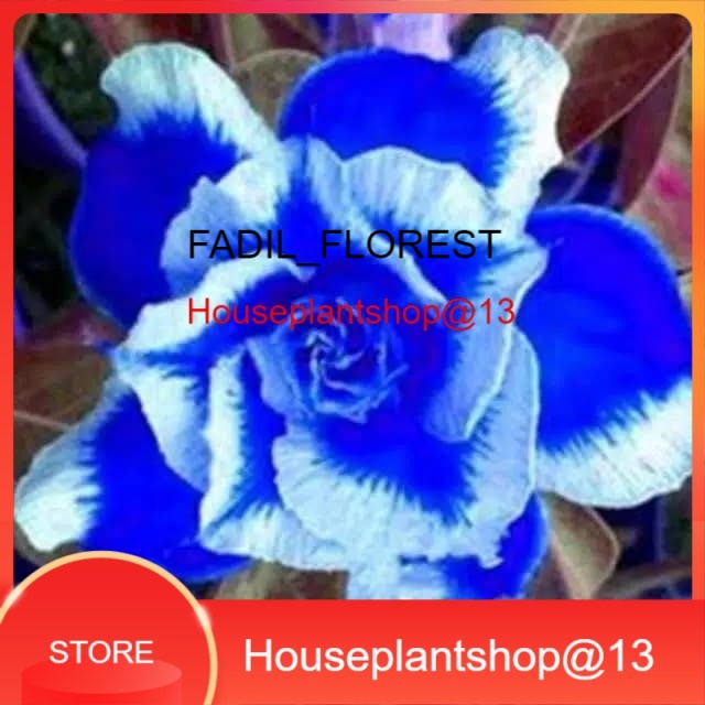 Bibit Tanaman Hias Adenium Desert Blue - Bunga Tumpuk - Kamboja Jepang -HPS@13 SEED_AGLONEMA