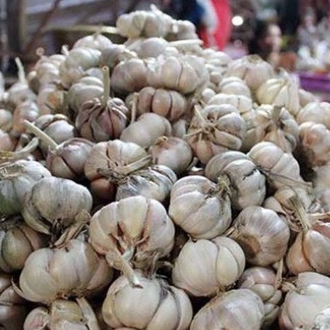 

bawang putih