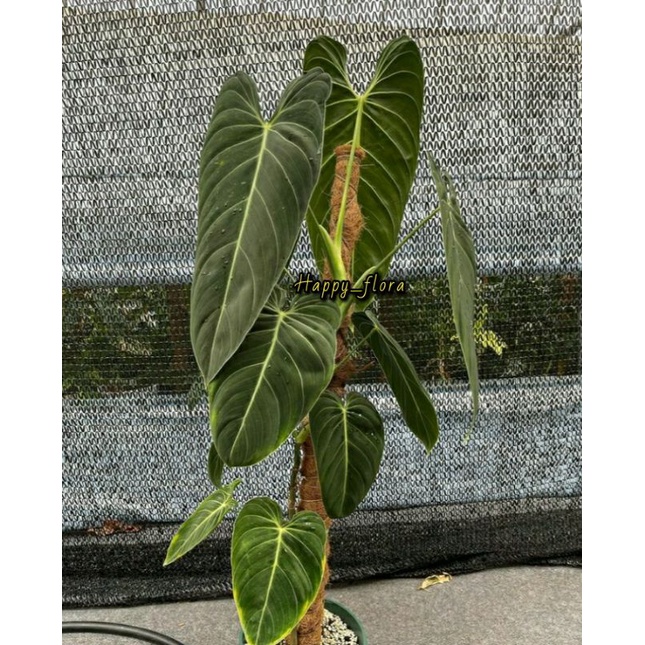 New Promo bonggol philodendron melanocrysum narrow