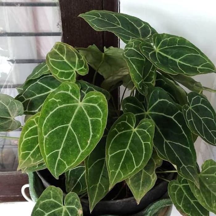 tanaman hias kuping gajah -tanaman kuping gajah