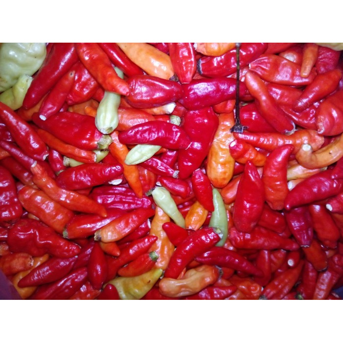 

Ready- Cabe Rawit Merah