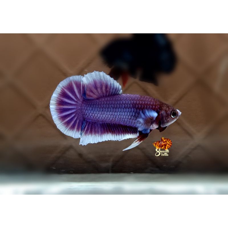 lavender ungu / butterfly /blue rim