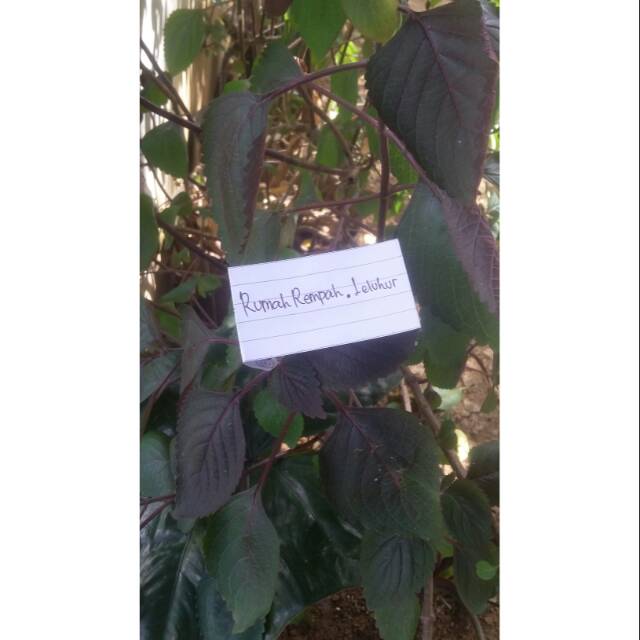 

TERMURAH !!! DAUN JEWER KOTOK / DAUN JAWER KOTOK ORGANIK SEGAR HARGA 1 IKAT