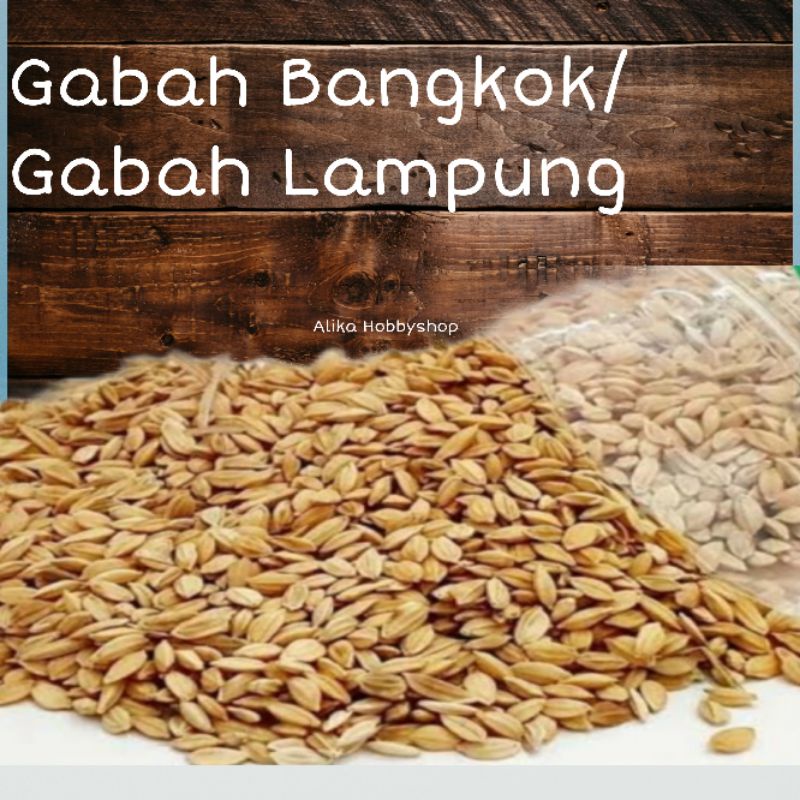 Gabah Bangkok/Gabah Lampung