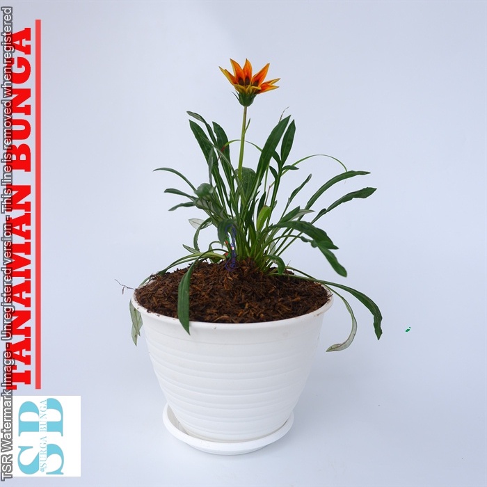 Tanaman Hias Bunga Gazania Orange Rimbun