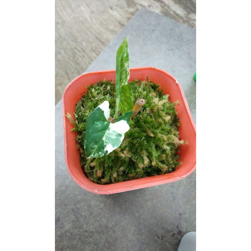 Syngonium albo variegata