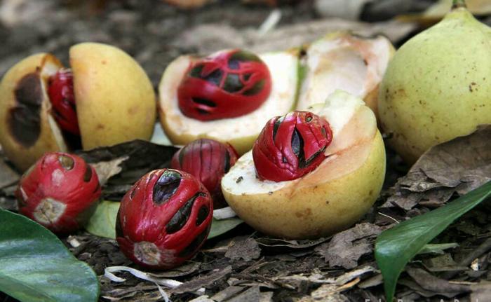 BIJI BUAH PALA KHUSUS BIBIT 1KG