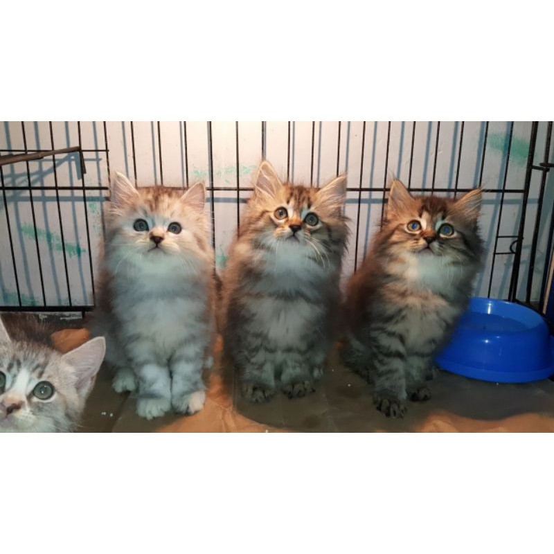 Kucing Kitten Persia Mix Mainecoon Longhair Bulu Kapas