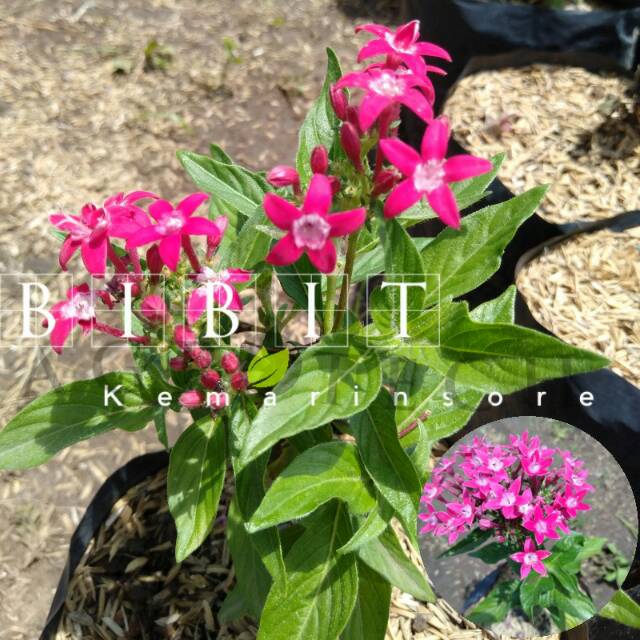 Bibit Tanaman Bunga Pentas Warna Pink Cantik