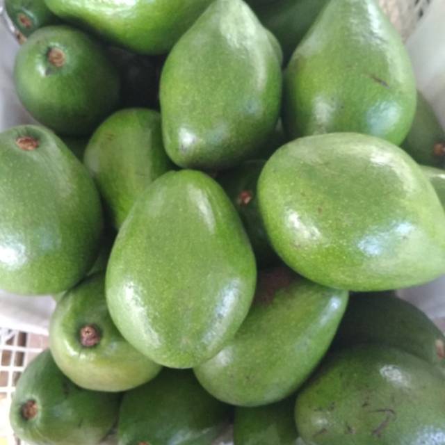 

Pokat padang
