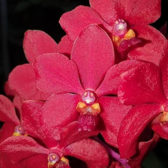 Anggrek Vanda Merah Dewasa Ascda Crown Fox Red Gems