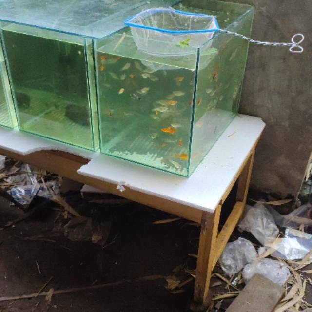 Budidaya daphnia