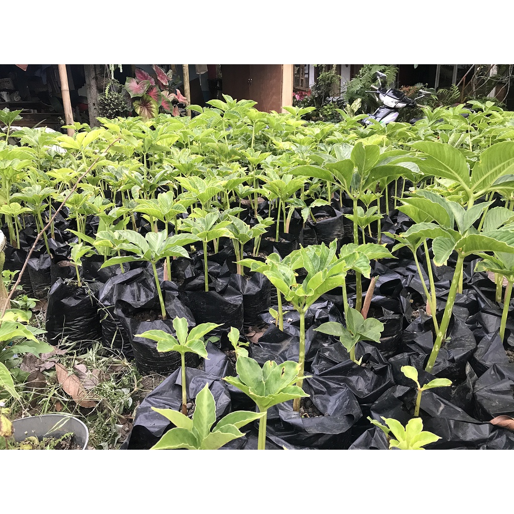 Bibit Porang Polybag