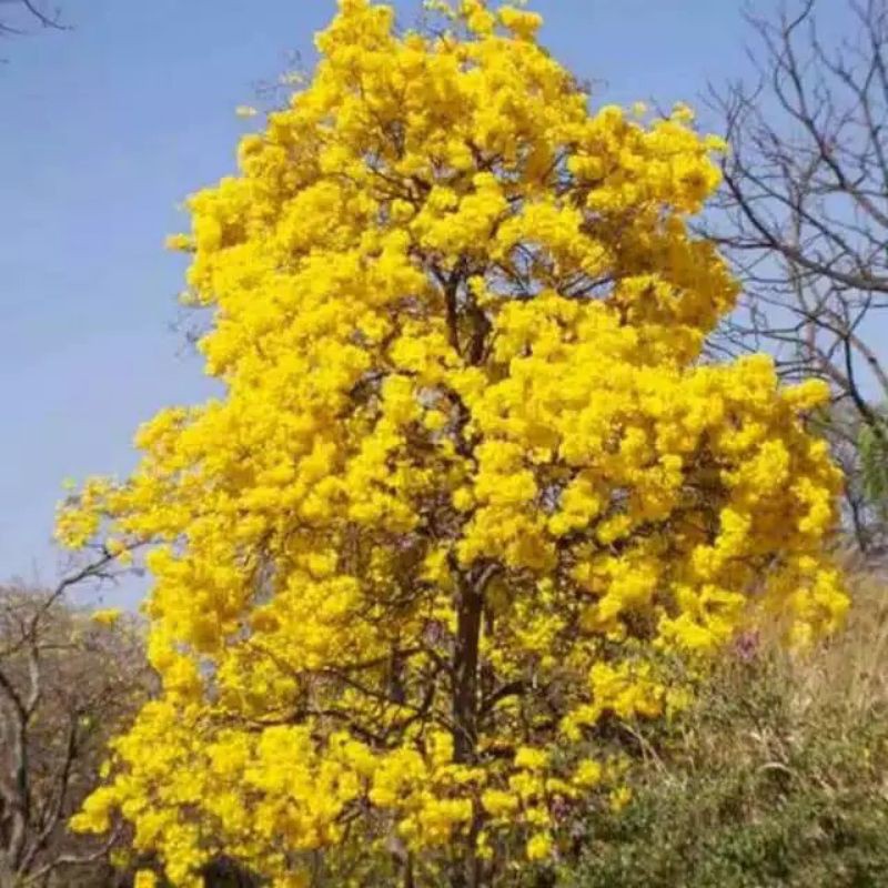tabebuya kuning/bibit bunga tabebuya kuning