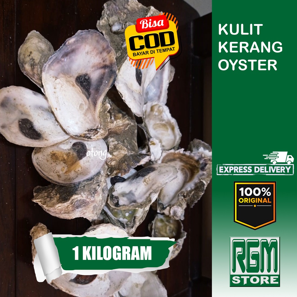 oyster kulit kerang 1 KILOGRAM 1KG media filter kolam aquarium ikan