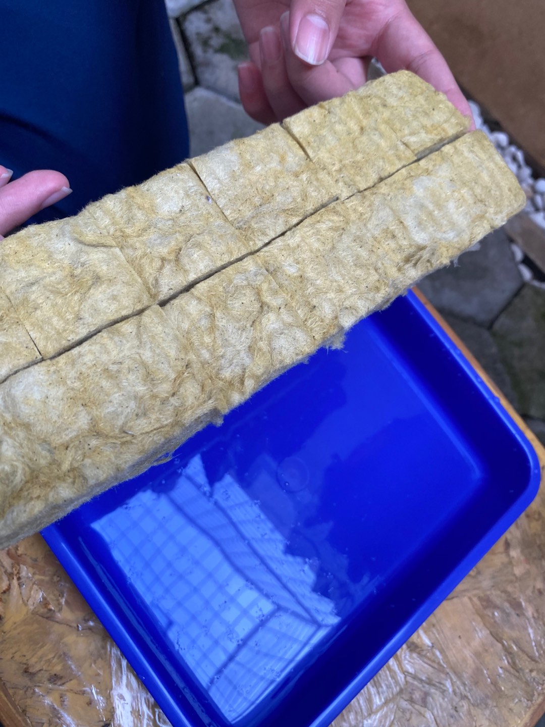 Paket Starter Kit Hidroponik 1 Set Slab Komplit (nampan + Spuit) Murah