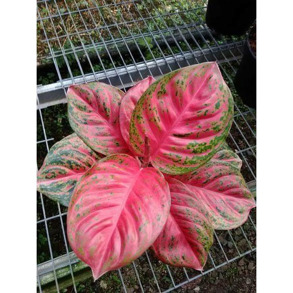 Bonggolan Aglonema Wulandari Mutasi