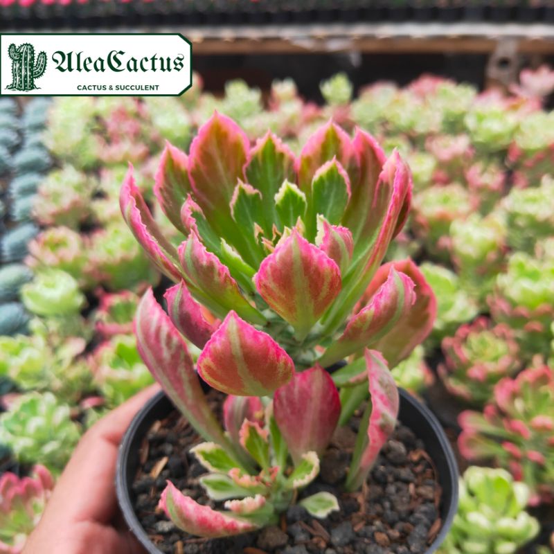 KAKTUS SUKULEN monadenium import