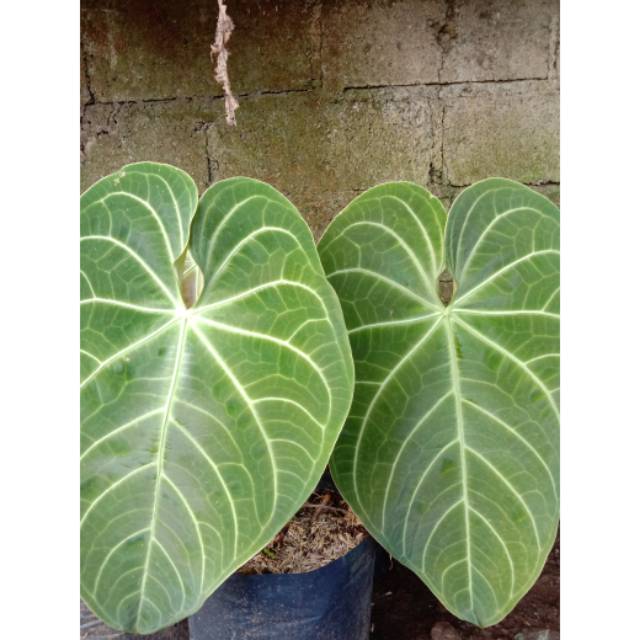 Anthurium Kuping Gajah Super Jumbo Shopee Indonesia