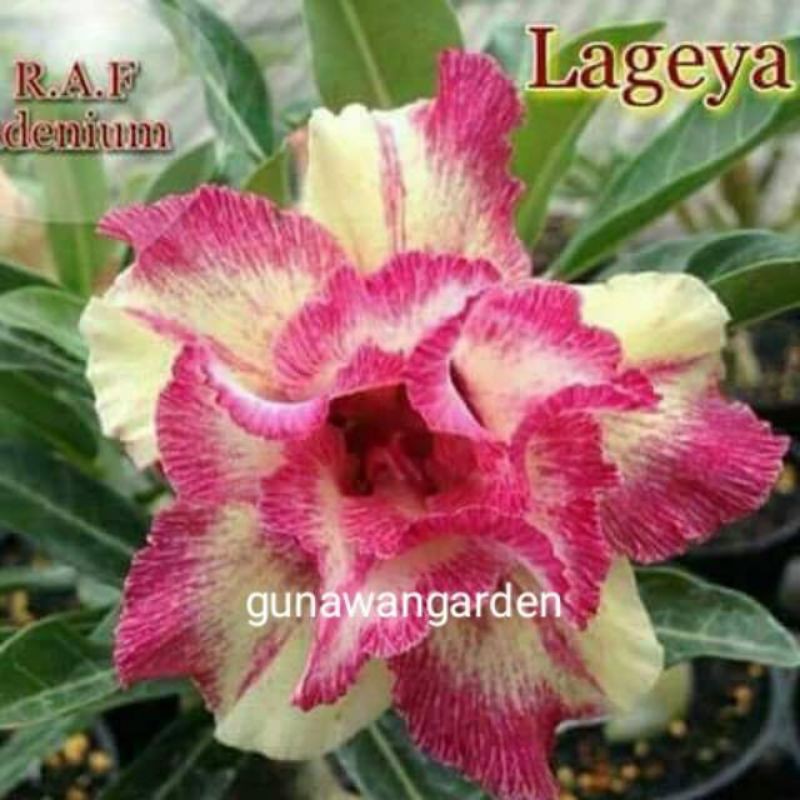 

bibit bunga adenium.kamboja - bunga tumpuk/ legaya