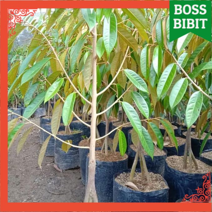 BIBIT DURIAN MONTONG 40-60cm OKULASI KAKI 3 DUREN TANAMAN BUAH SUPER UNGGUL BB