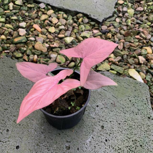 Tanaman Hias Syngonium Pink allusion