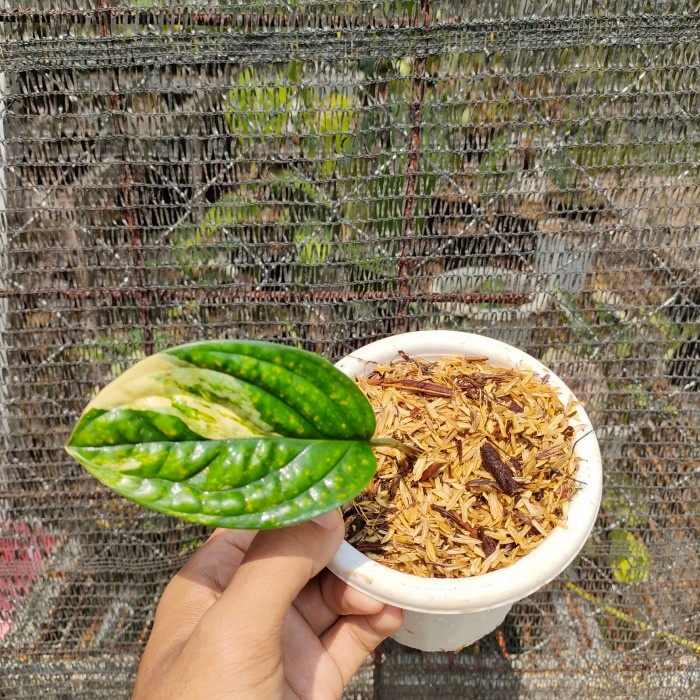 monstera Karstenianum variegata - monstera veru varigata 1 daun