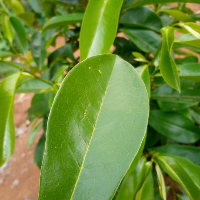 

Daun sirsak segar herbal alami