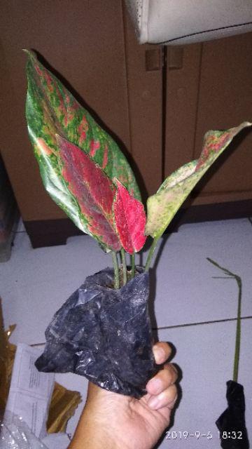 Tanaman Hias Aglonema Engheng-hengheng