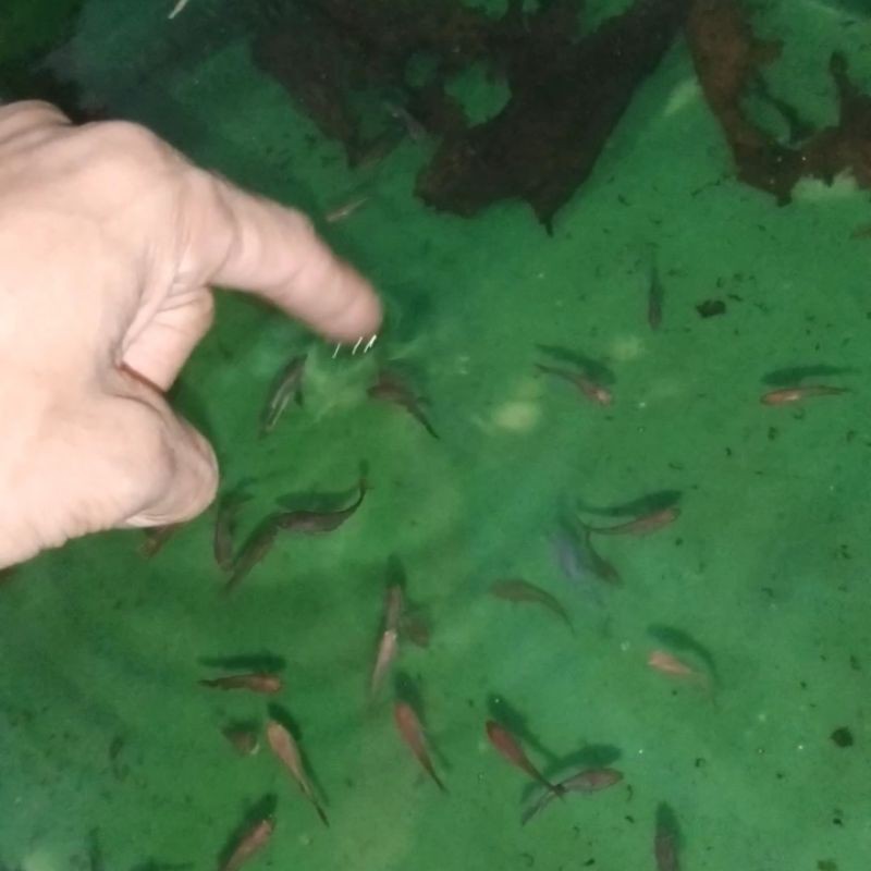 

ikan cupang red dragon