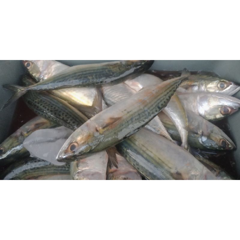 

Kembung banjar fresh perkg 45000