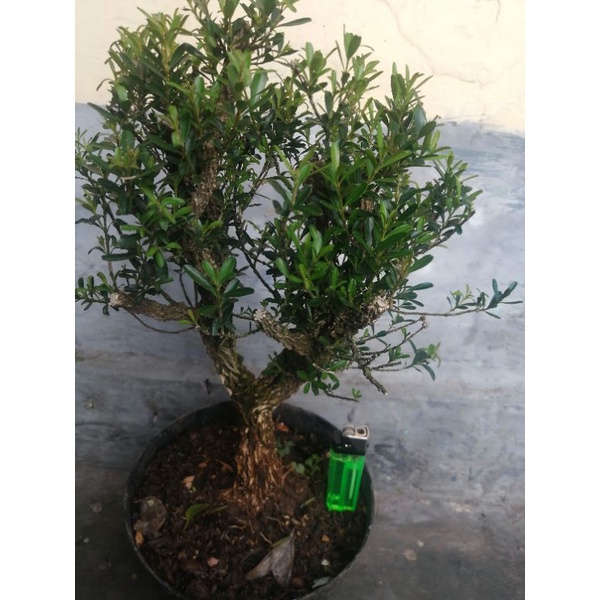 bonsai mame boxus boksus