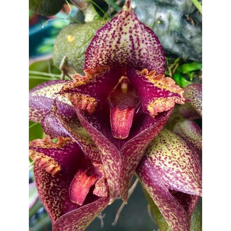 Anggrek Bulbophyllum Macrobulbon | Anggrek Dasi