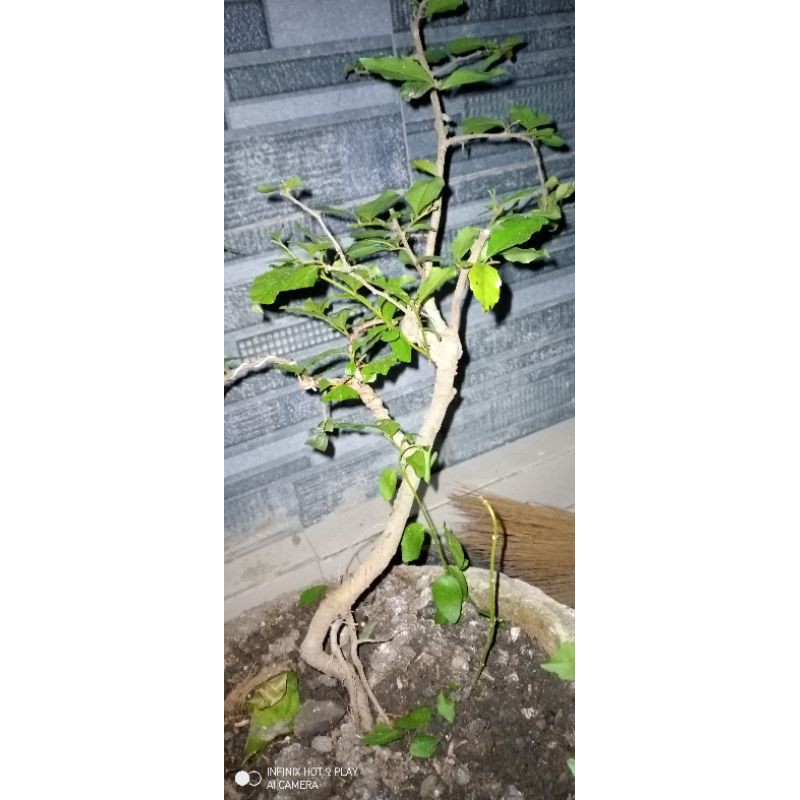 bahan bonsai mame rukem