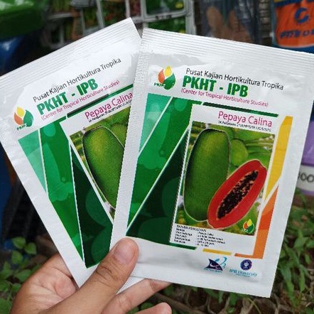 Benih Pepaya isi 180 butir Calina California IPB ASLI PKHT