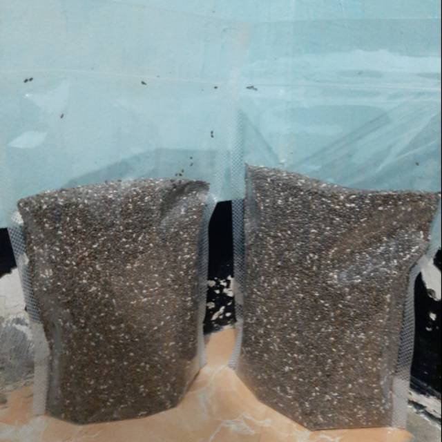 Organic Black chia seed / Chia seed ( MEXICO ) 1kg