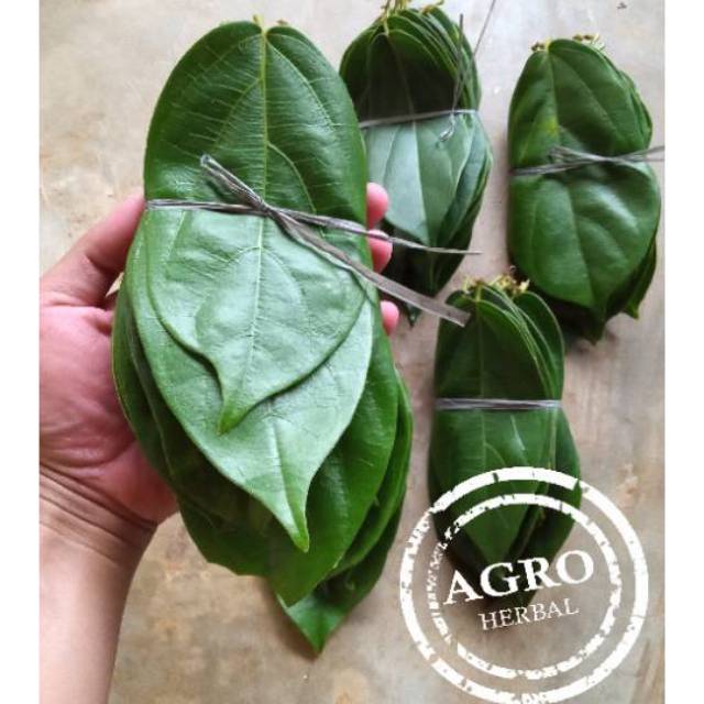 

Daun Cincau Hijau Segar 1kg